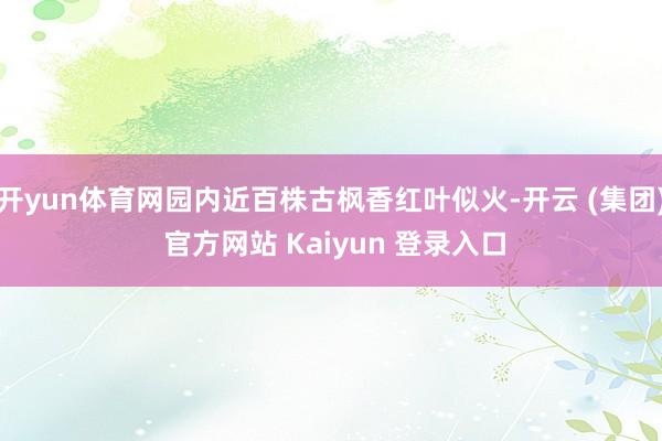 开yun体育网园内近百株古枫香红叶似火-开云 (集团) 官方网站 Kaiyun 登录入口